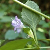 Strobilanthes adenophora Nees